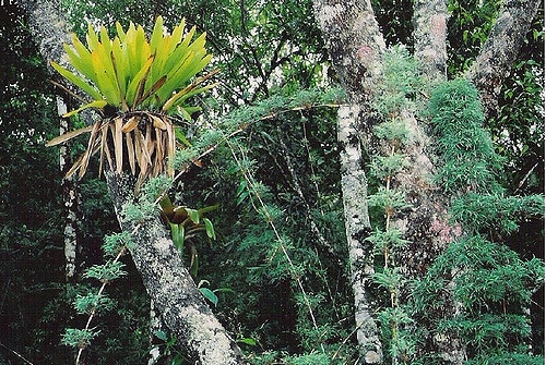 Bromelia serra