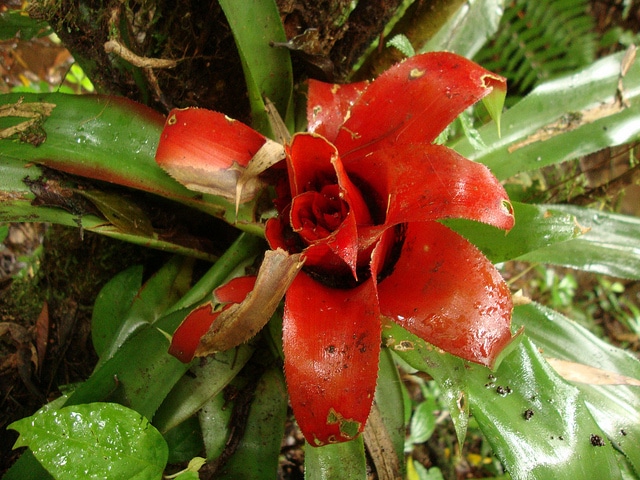 Bromelia serra (Bromelia serra)