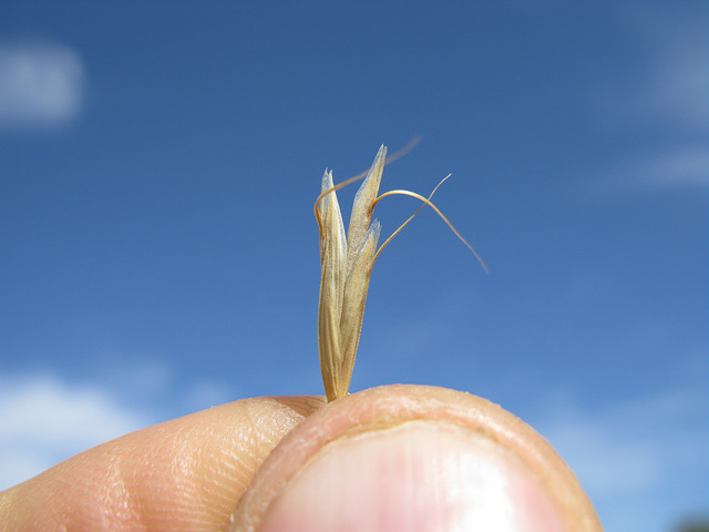 Brome queue-de-renard