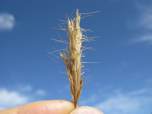 Brome queue-de-renard