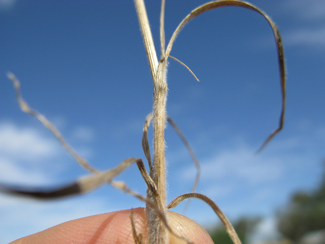 Brome queue-de-renard