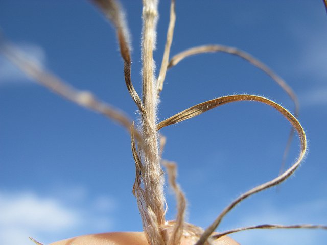Brome queue-de-renard (Bromus alopecuros)