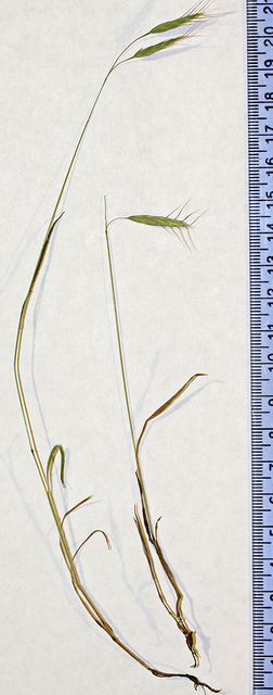 Brome des champs (Bromus arvensis)