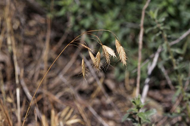 Brome des champs