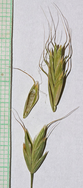Brome des champs