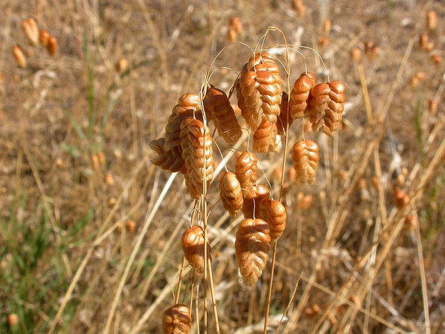 Bromus briziformis