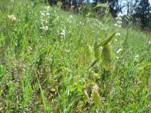 Bromus briziformis