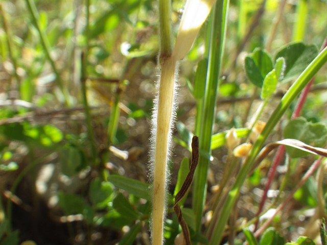Bromus briziformis