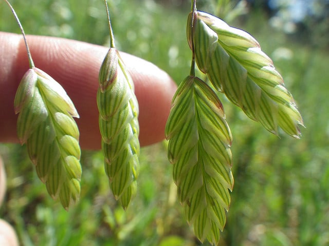 Bromus briziformis