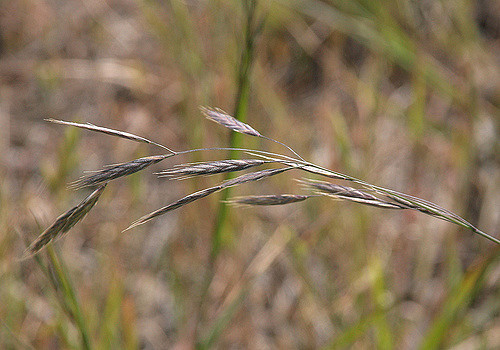 Brome caréné (Bromus carinatus)