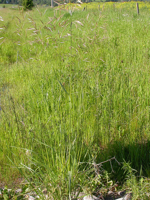 Brome caréné