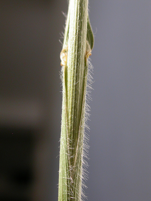 Brome caréné