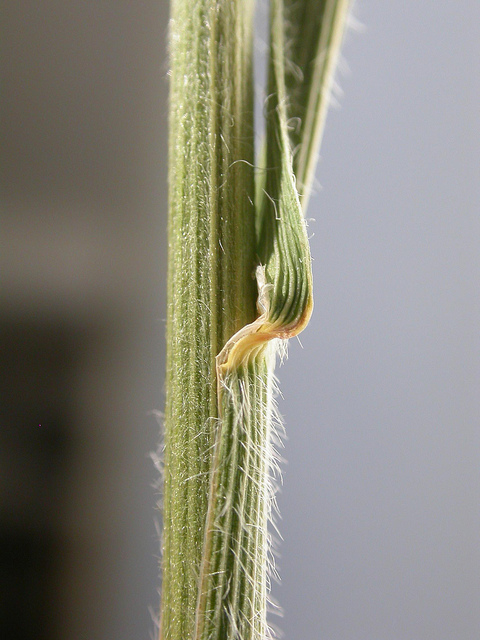 Brome caréné