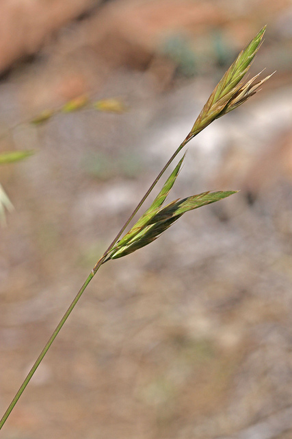 Brome caréné