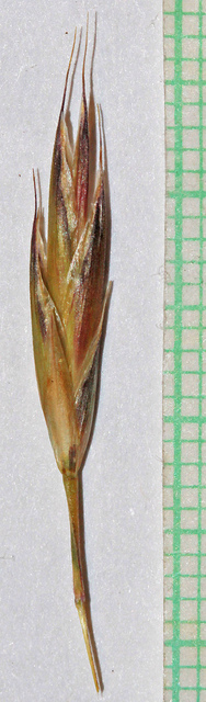 Brome caréné