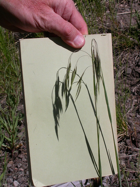 Bromus ciliatus