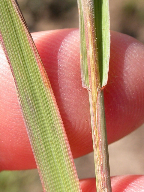 Bromus ciliatus