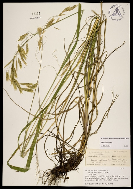 Bromus ciliatus