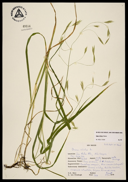 Bromus ciliatus