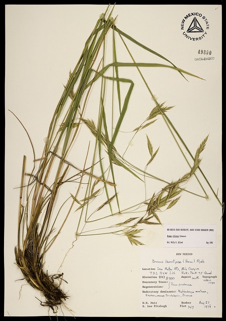 Bromus ciliatus