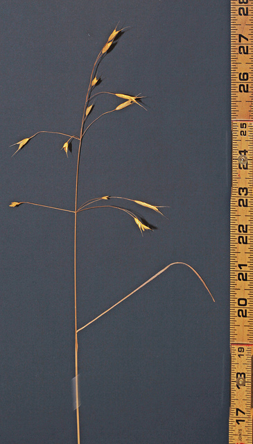 Brome confondu (Bromus commutatus)