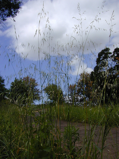 Brome à deux étamines (Bromus diandrus)