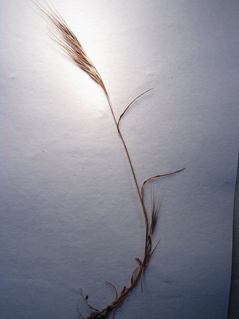 Brome à deux étamines