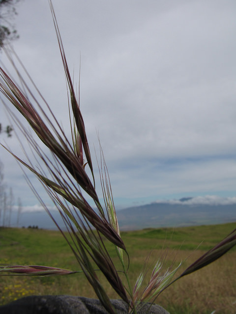 Brome à deux étamines