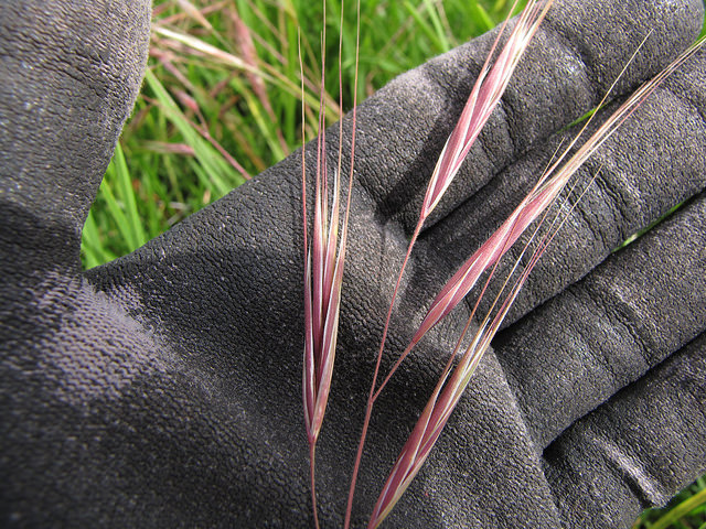 Brome à deux étamines