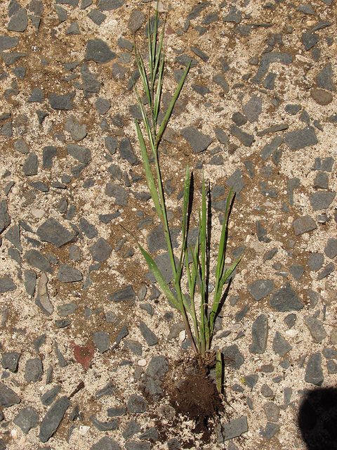 Brome à deux étamines