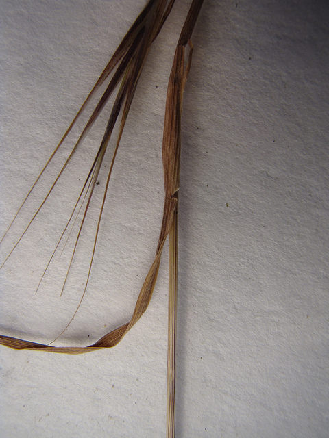 Brome à deux étamines
