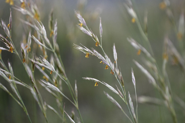 Brome des prés
