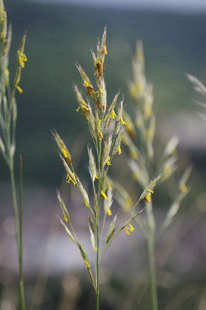Brome des prés