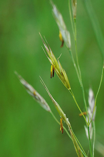 Brome des prés