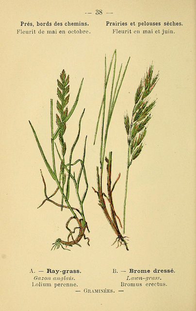 Brome des prés