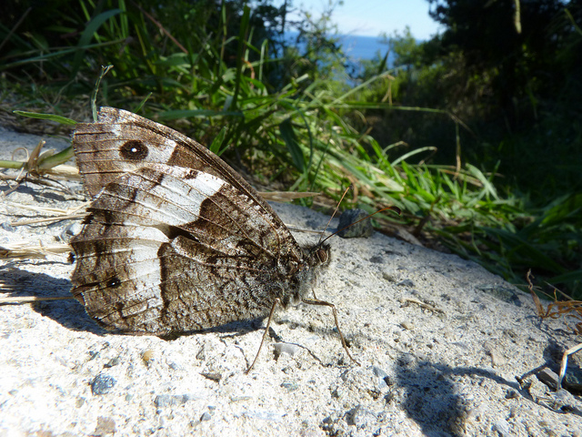 Brome des prés (Bromus erectus)
