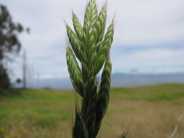 Brome fausse orge (Bromus hordeaceus)