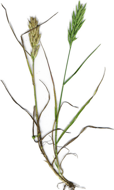 Brome fausse orge