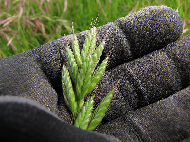 Brome fausse orge