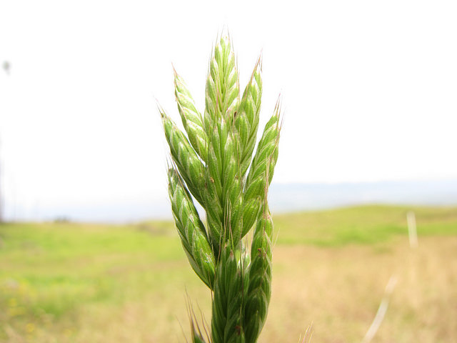 Brome fausse orge