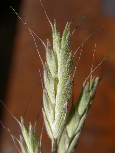 Brome fausse orge