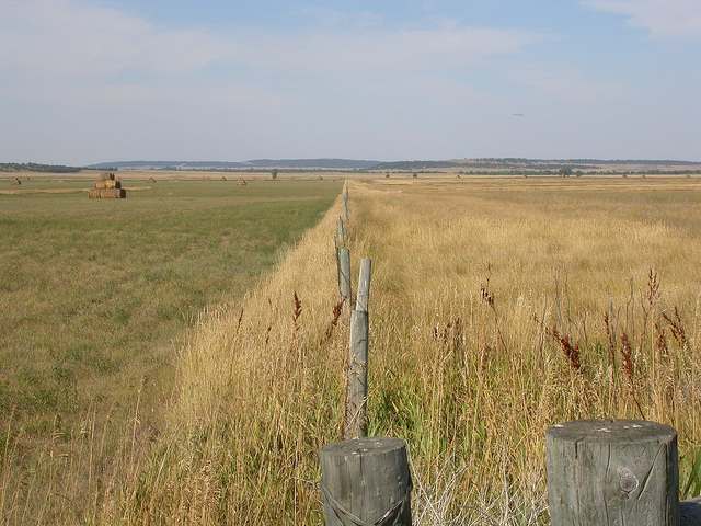 Brome inerme