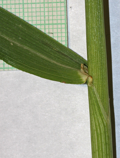 Brome inerme