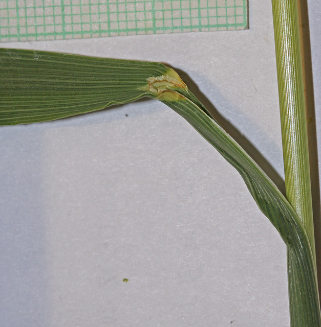 Brome inerme