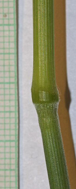 Brome inerme