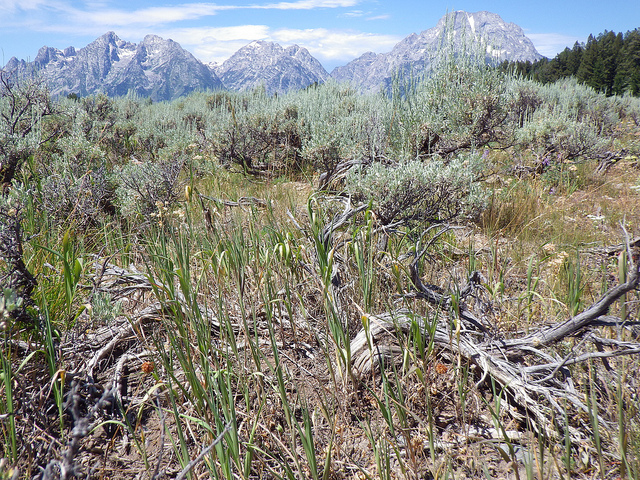 Brome inerme (Bromus inermis)