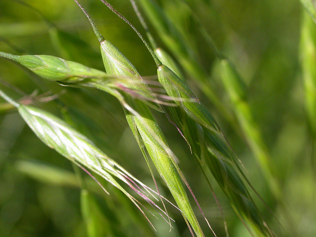 Brome du japon