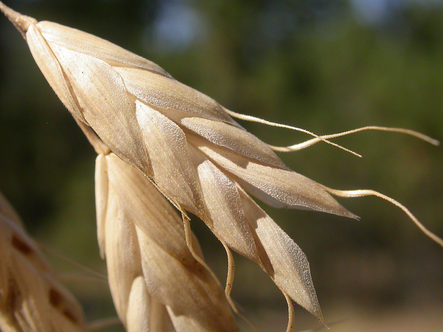 Brome du japon