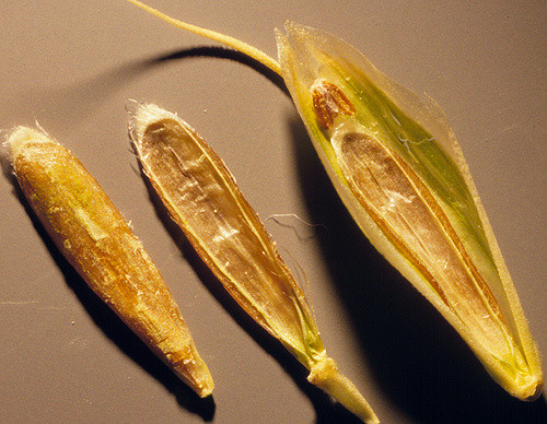 Brome du japon