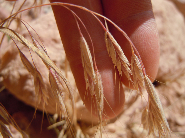 Brome du japon